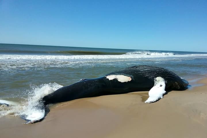 Massive Dead Whale Found On Long Island Shore