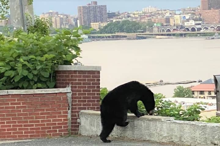 Black Bear Visits Cliffside Park Neighborhood Overlooking NYC
