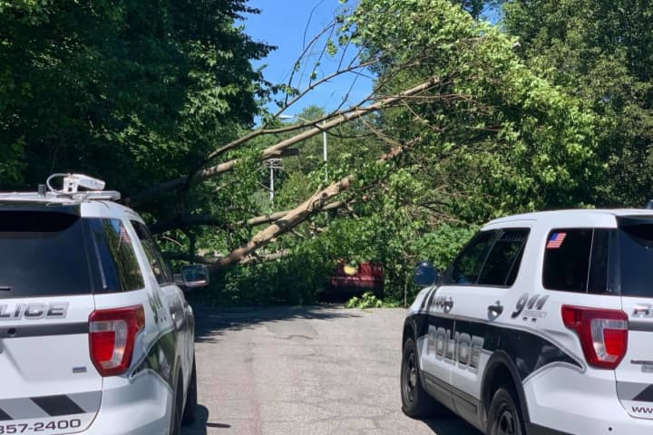 Tree Crashes Onto Car In Area