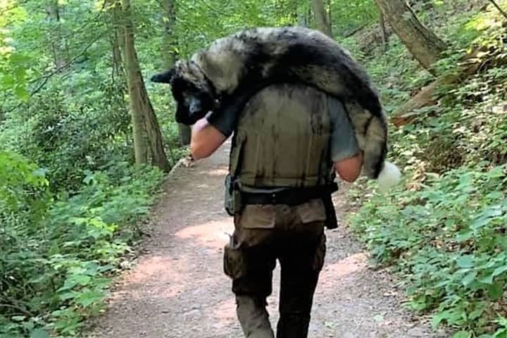 HERO: Park Ranger Carries Dehydrated Dog To Safety Down Treacherous Water Gap Mountain