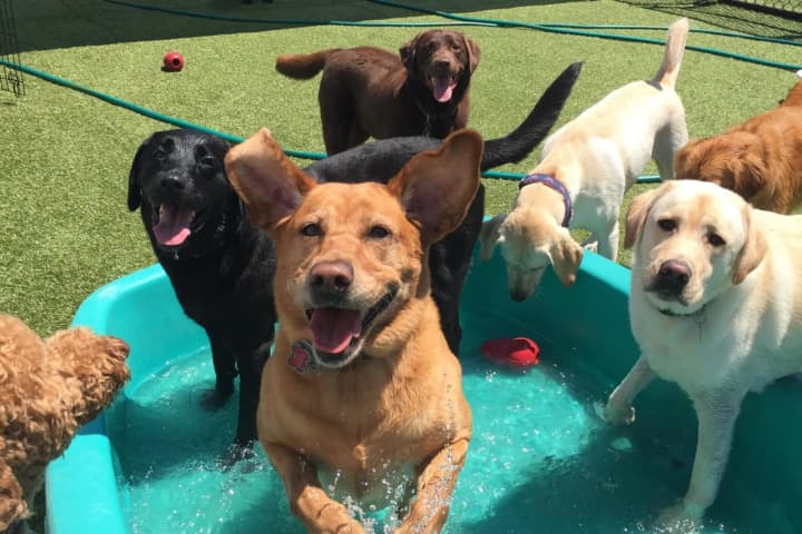 Mount Kisco's Doggie Daycare Celebrates Five Years Of A  'Ruff' Life
