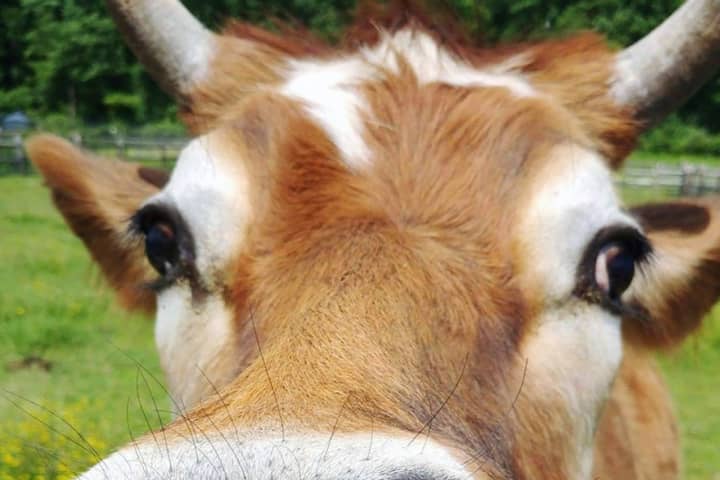 Meet Animals Of Historic Morris County Farm With Drive-Thru Visits