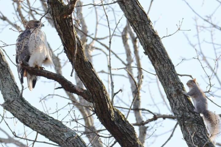 Glen Rock's 'Bravest Squirrel' May Be A Bit Nuts
