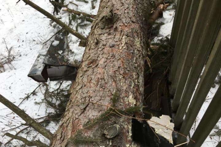 Ringwood's Weis Center Needs Help After Tree Wrecks Roof
