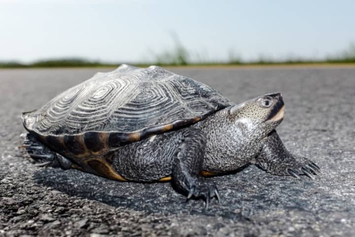 Drivers On 287 In Boonton Give Turtle A Brake As It Crosses Roadway