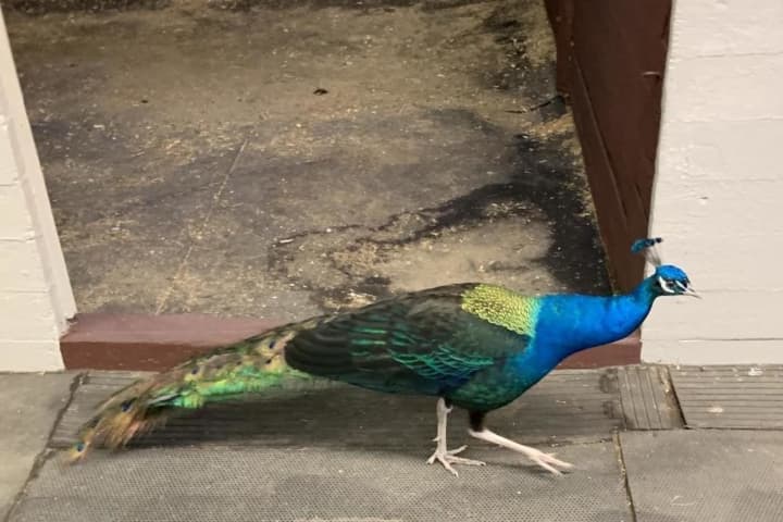 Missing A Peacock? This One Is Wandering Around In Bedford