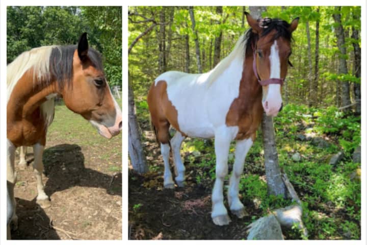 Batman The Horse Allegedly Stolen In Maine, Found In Pennsylvania, Family Says