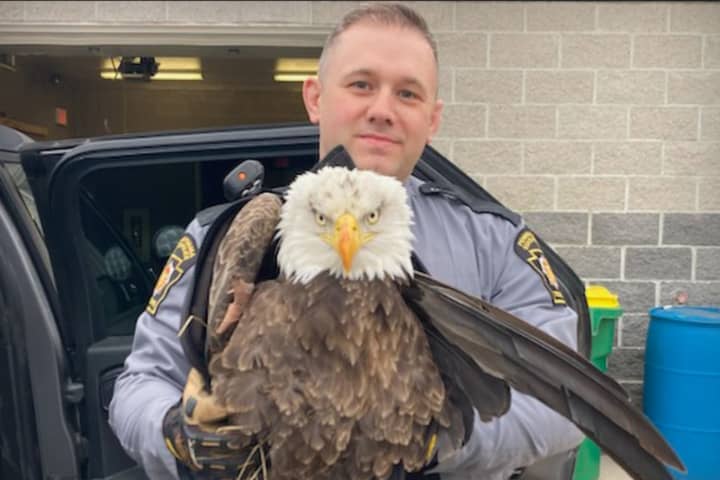 Bald Eagle Struck On Highway Rescued By Pennsylvania State Police Troopers