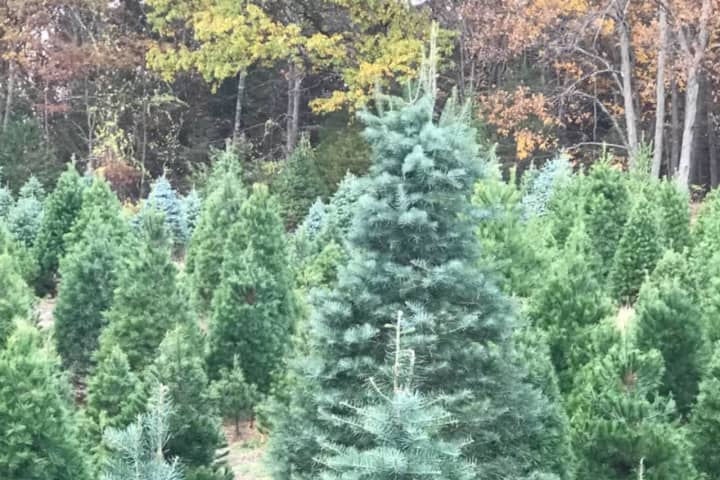 Dutchess County: Here Are The Best Places To Cut Your Own Christmas Tree
