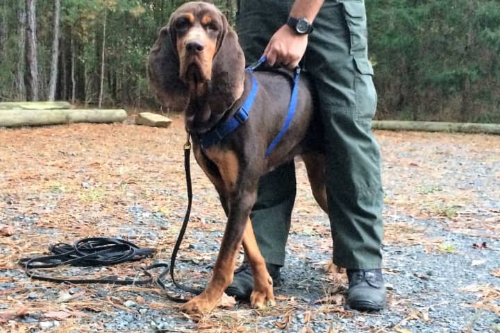 Maywood Bloodhound Finds Missing NYE's Party Guest Huddled At Hillsdale ATM
