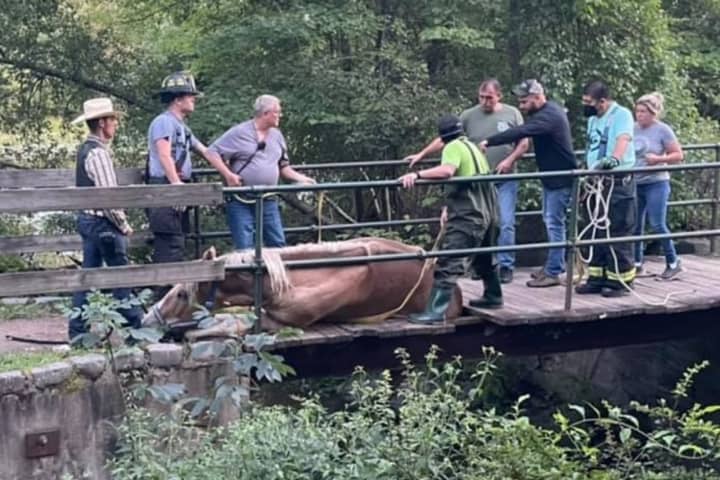 THE MANE EVENT: Horse Rescued After Falling Through Passaic County Bridge