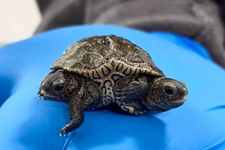 Two-Headed Turtle Found In Massachusetts