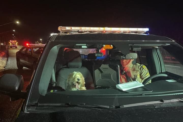 Dog Hangs Loose With Firefighters Who Rescued Him, Driver From I-95 Crash In Maryland (PHOTOS)