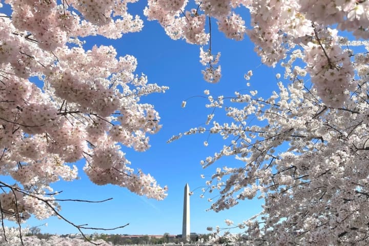 Here's When Washington DC Cherry Blossoms Will Peak
