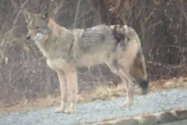 New Coyote Sighting Reported At Rockland/Bergen Border