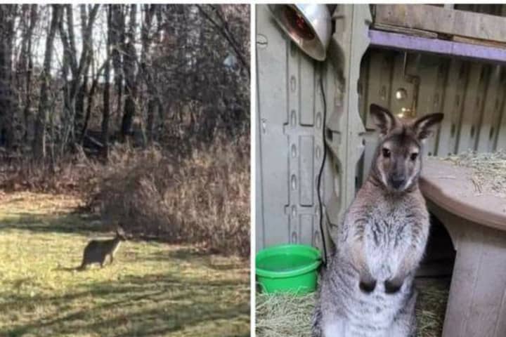 Kangaroo On Loose After Escaping From Hudson Valley Animal Retreat