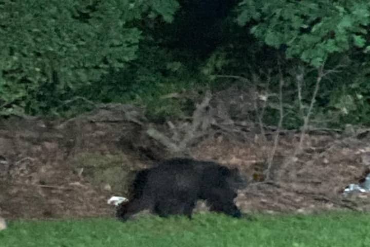 Bear Spotted Near Golf Course In Westchester