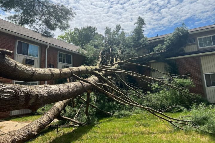 Large Pine Tree Collapses Onto Morris County Apartment Complex