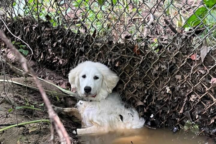 Doggone Good Rescue: Paramedics Come To Aid Of Puppy Stuck In Prince George's Fence