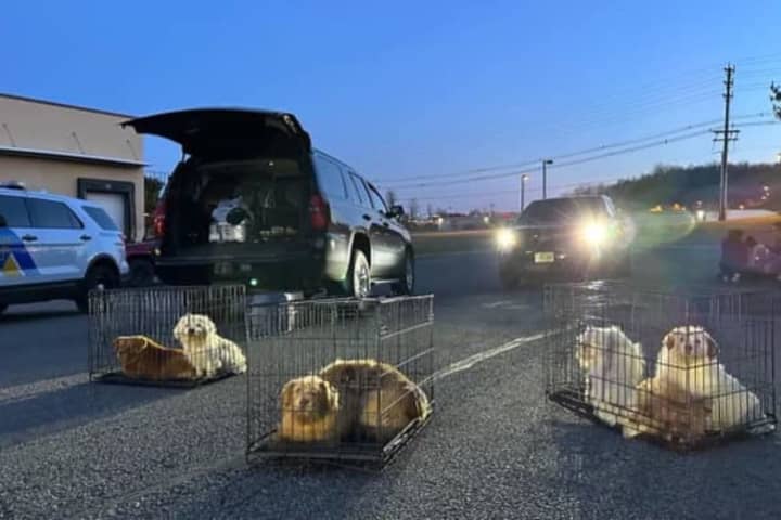 40 Dead Animals Wrapped Individually, 38 Live Dogs Rescued From Pickup In Sussex County