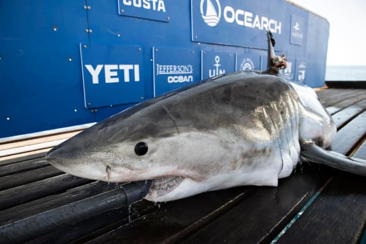 New 10-Foot White Shark Tracked Near Maryland Coast
