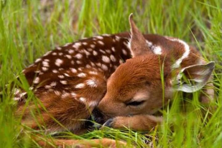 Oh, Deer: Fawns Going It Alone Spark Concern In This Area Town