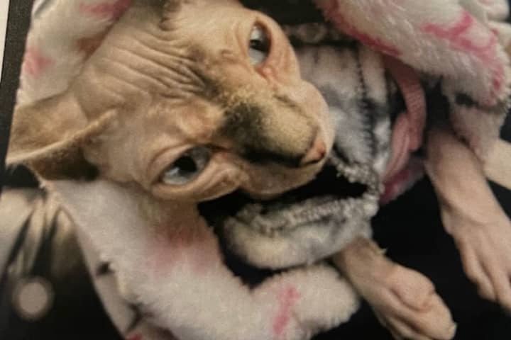 Princess The Hairless Cat Stolen From CT Motel Returned To Owner Months After Theft
