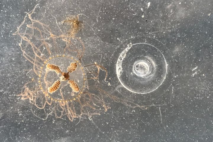 Small Yet Spicy: Powerful Clinging Jellyfish Spotted In Cape May Waters