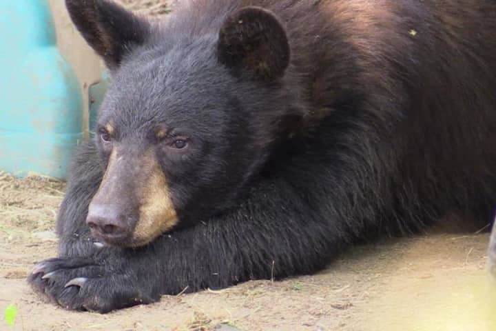 Brand-New Black Bear Sighting Reported In Northern Westchester