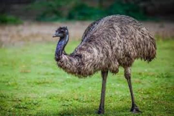 Be On The Lookout For Missing Emu Taking Sunday Stroll In Charles County