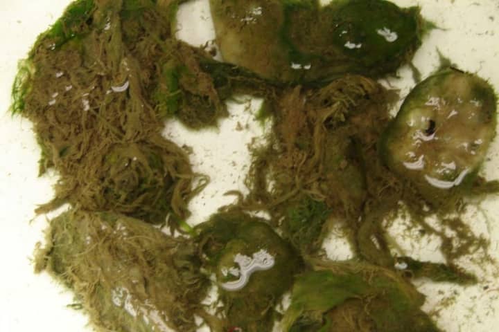 Dangerous Algae Mats Spotted In Maryland Waters, Department Of Natural Resources Warns