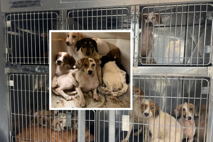 Hoarding Case Puppies In LanCo Shelter Desperately Need To Be Adopted: Rescuers
