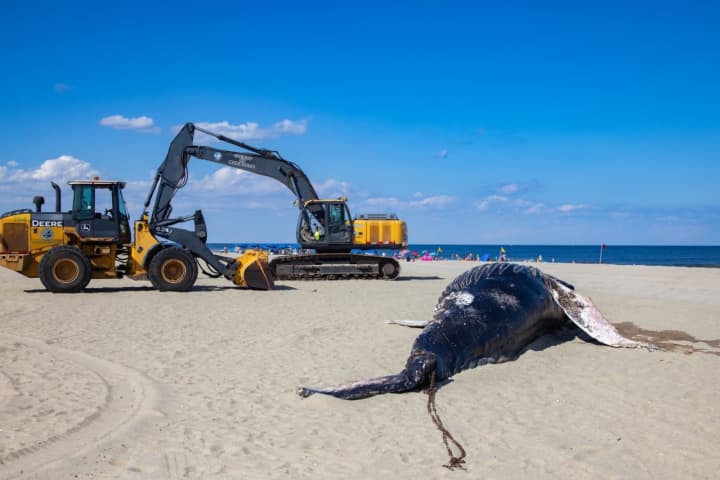 Dead Humpback Whale Washes Up In Long Branch