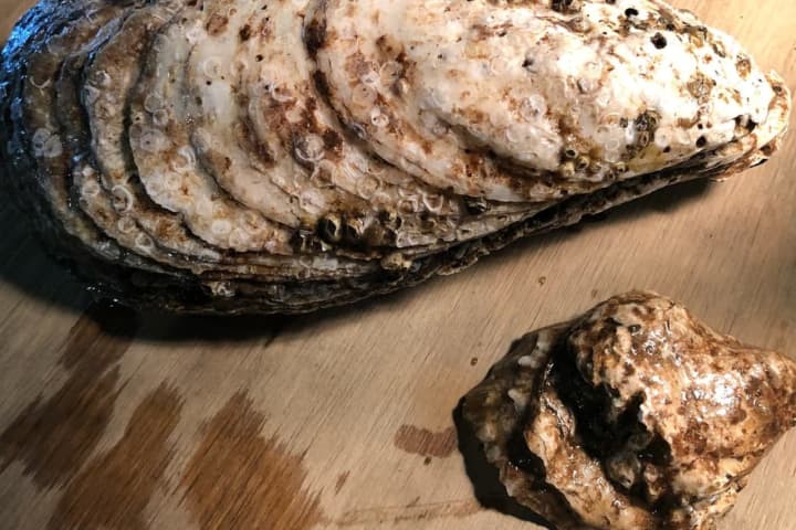 Aw, Shucks: Oyster Found In Hudson River Described As 'Largest Ever'