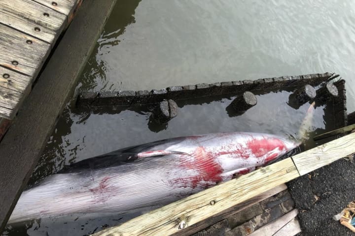 Upside-down, Dead Whale Wedged In Leonardo State Marina