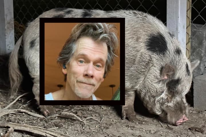 Kevin Bacon Comments On Namesake Pig's Footloose Antics In Pennsylvania (UPDATE)