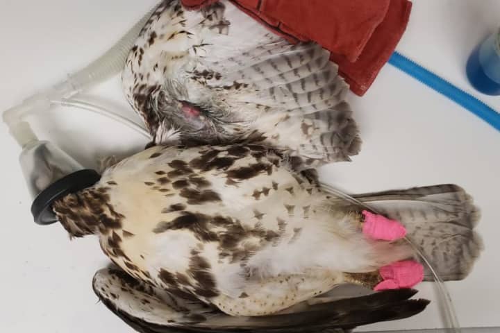 Investigation Launched After Metal Pellet Found On Red-Tailed Hawk Rescued By CT EnCon Police