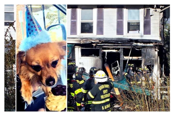 MISSING: Search For Linguini The Chiweenie Continues After Ridgewood House Fire