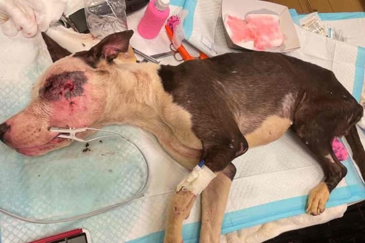 Heavily Abused Dog In S. Coatesville Has Leg Amputated, Suspect Facing Charges: Rescuers