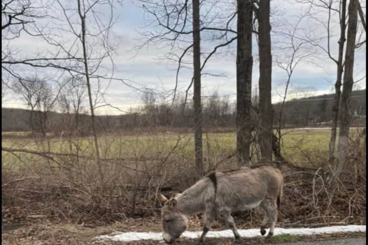 'Please Bring Her Home': $3K Reward Offered For Recovery Of Missing Donkey In Bethlehem