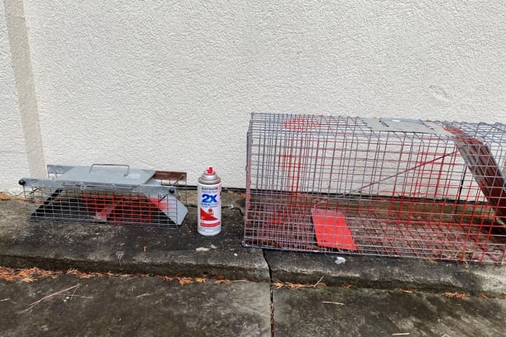 Man From Region Accused Of Illegally Trapping Squirrels, Spraying Them With Red Paint: Police
