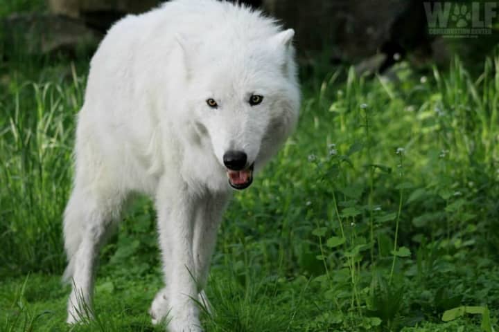 Atka, 'Most Magnificent Wolf' At South Salem Conservation Center, Dies