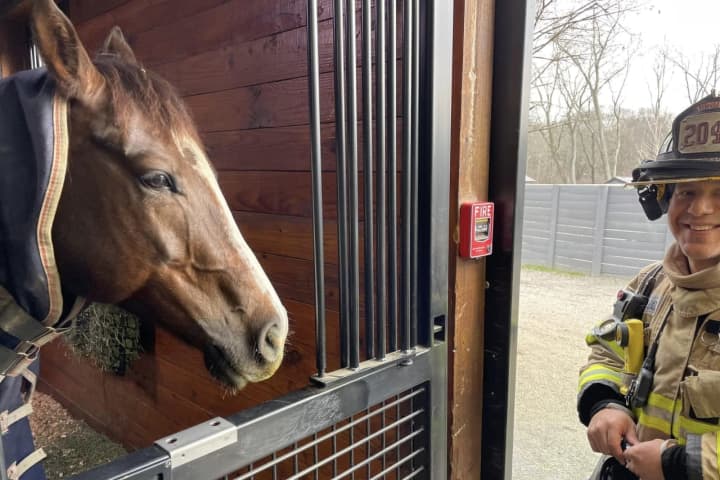 Horse Pulls Fire Alarm At Farm In Northern Westchester