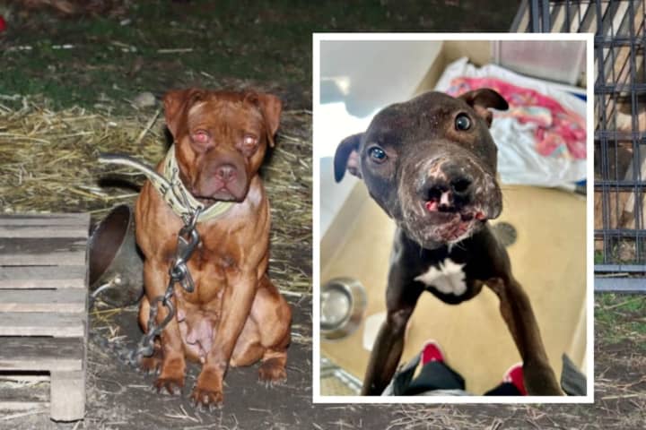 Eight Dogs Rescued From Jersey Shore Fighting Ring: Officials