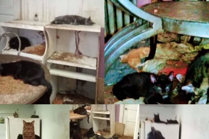 140 Cats Found In Cockroach-Infested Paterson Home: 'Worst Hoarding Case In Years'