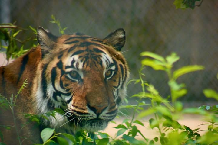 'Majestic And Beautiful' Tiger At Popcorn Park Animal Refuge Dies