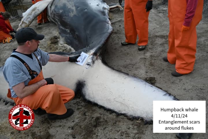 Humpback Whale Found In Long Beach Died From Blunt Force Trauma, Autopsy Shows