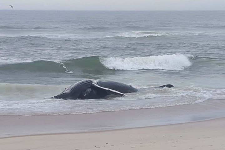 Dead Whale Found In Long Beach, First One Discovered Along Jersey Shore In 2024