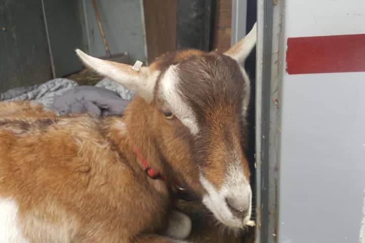 'Carl The Goat' Dies From Injuries After Attack By Bear In Connecticut