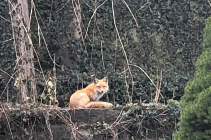 Vote Now: Is It A Fox Or Coyote Roaming Around Tuckahoe Backyards?